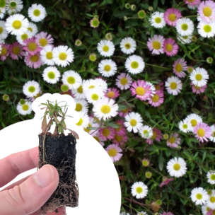 Erigeron - Pâquerette des murailles en mini-motte - Leaderplant