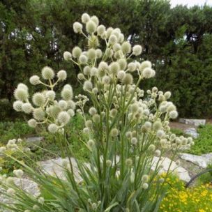 Chardon Blanc à feuilles de Yucca - Leaderplant