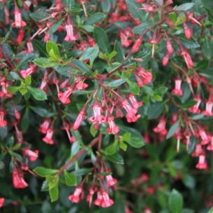 Arbustes à floraison rouge - Vente d'arbustes à fleurs rouges | Leaderplant  - vente de Vente en ligne d'arbres et arbustes | Leaderplant