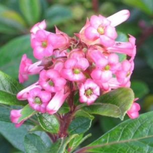 Escallonia rose d'automne - Leaderplant
