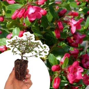 Escallonia rouge couvre-sol Red Dream en mini-motte - Leaderplant