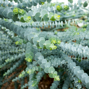 Eucalyptus Baby Blue - Leaderplant