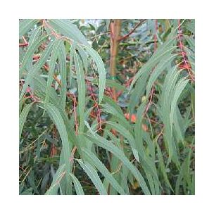 Eucalyptus parvifolia à petites feuilles - Leaderplant