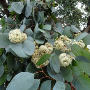 Eucalyptus Polyanthemos - Leaderplant