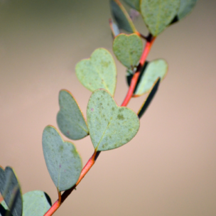 Plante anti-moustique : les 10 meilleures plantes répulsives - Le Parisien