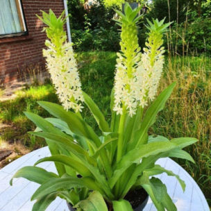 Eucomis / Lis Ananas Johannesburg - Leaderplant