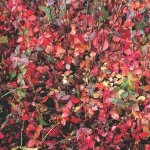 Fusain rampant Darts Blanket en mimi-motte - Leaderplant