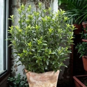 Fusain à petites feuilles en mini-motte - Leaderplant