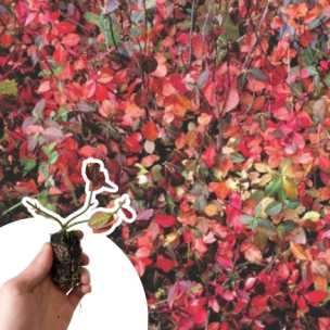 Fusain rampant Darts Blanket en mimi-motte - Leaderplant