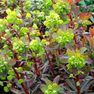 Euphorbe Ruby Glow - Leaderplant