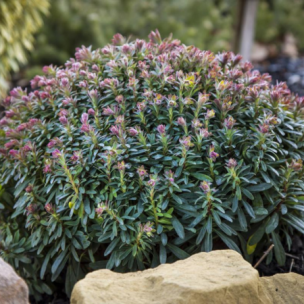 Euphorbe Ascot Petite ® - Leaderplant