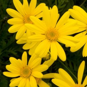 Marguerite des Savanes - Euryops - Leaderplant