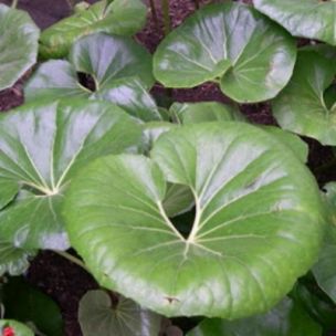 Farfugium japonicum ARTICJUNGLE ® - Leaderplant