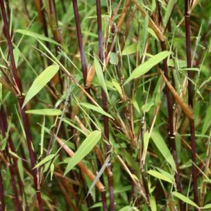 Bambou Fargesia 'Gansu' - Leaderplant