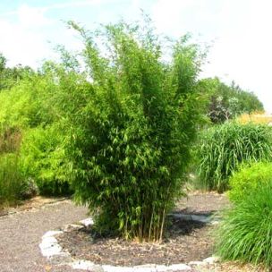 BON PLAN -40% Bambou Fargesia Obelisk ® - Leaderplant