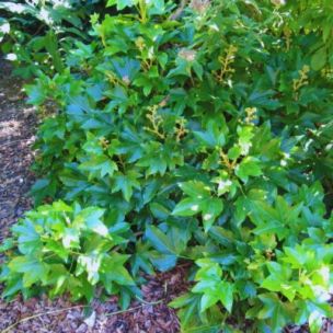 Fatshedera du Japon - Faux-Aralia Lierre - Leaderplant