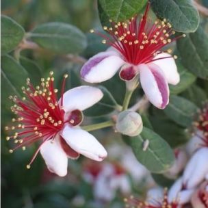 Goyavier du Brésil - Feijoa gros fruits Triumph - Leaderplant