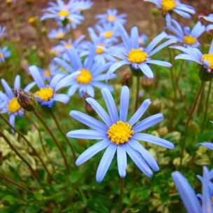 FELICIA Felicity Blue - Leaderplant