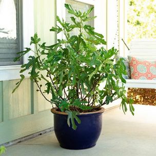 Figuier nain Little Miss Figgy ® Figality ® - Leaderplant