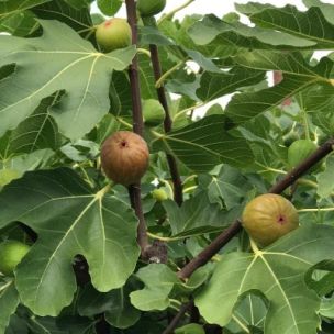 Figuier Madeleine des 2 saisons - Leaderplant