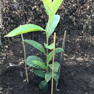 Filet de protection anti-rongeurs - Leaderplant