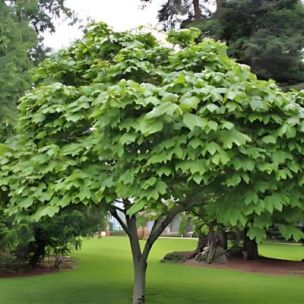 Arbre Parasol de Chine - Leaderplant