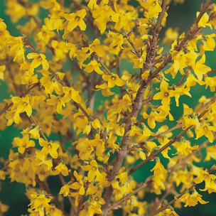 Forsythia Flojor  - Leaderplant