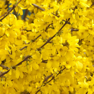 Forsythia Spring Glory - Leaderplant