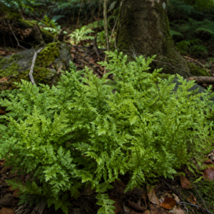 Fougère géante Woodwardia  - Leaderplant
