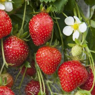 Fraisier Cirafine CERTIFIE BIO - Leaderplant