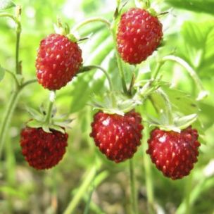 Fraisier des Bois Rügen - Leaderplant