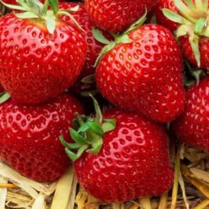Fraisier Ananassa Elsanta - Leaderplant