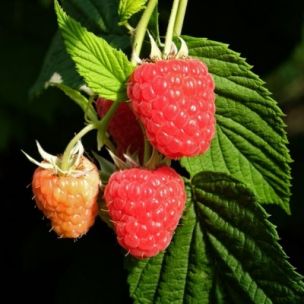 Fraise des bois 'Alexandria' Graines - Alsagarden