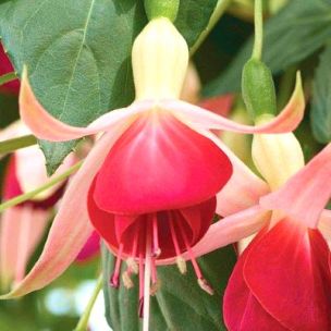 Fuchsia Celia Smedley - Leaderplant