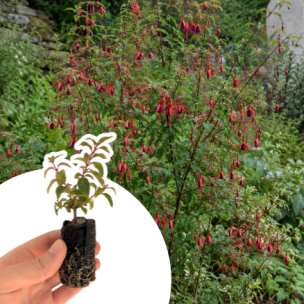 Fuchsia rustique Ricartonii en mini-motte  - Leaderplant