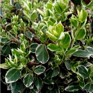 DESTOCKAGE Fusain Emerald Gaiety  - Leaderplant