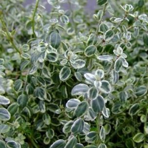 Fusain panaché Silver Carpet ® - Leaderplant