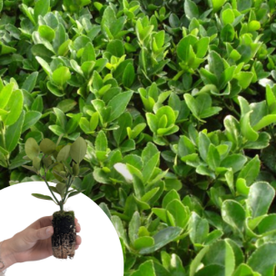 Fusain du Japon en mini-motte - Leaderplant