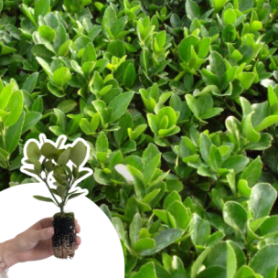 Fusain du Japon en mini-motte - Leaderplant