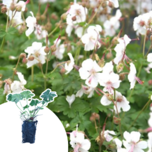 Géranium vivace Biokovo en mini-motte - Leaderplant