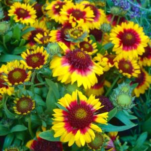 Gaillardia aristata Blazing Sun ® - Leaderplant