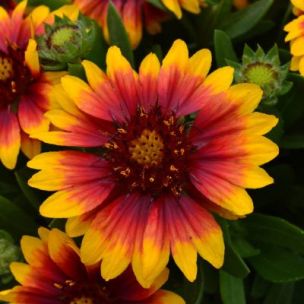 Gaillarde Gusto ® Sweet Chili - Leaderplant