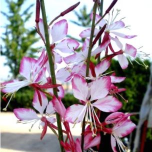 Gaura 'Rosy Jane' ® - Leaderplant