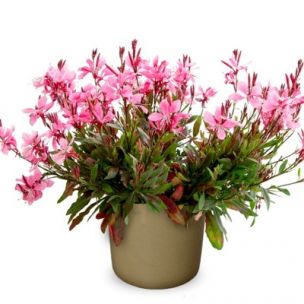 Gaura naine Steffie Dark Rose ® - Leaderplant