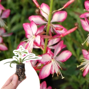 Gaura Bicolor en mini-motte - Leaderplant
