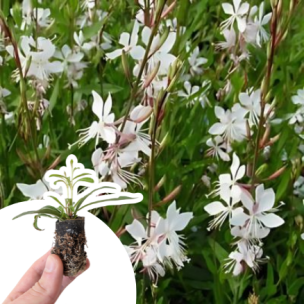 Gaura Steffi White ® en mini-motte - Leaderplant