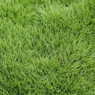 Zoysia - Gazon des Mascareignes - Leaderplant