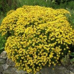 Genêt d'Espagne - Leaderplant