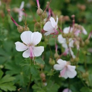 Géranium vivace Biokovo - Leaderplant