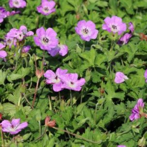Géranium vivace Bloom Time ® - Leaderplant